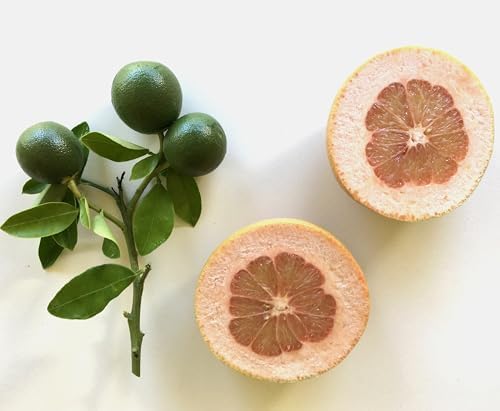 Murchison-Hume All-Purpose Cleaner Concentrate – Natural, Non-Toxic, Safe on All Surfaces – Plant-Based Multi-Surface Spray for Kitchen, Bathroom & Home – Makes 35 Fl Oz-Australian White Grapefruit